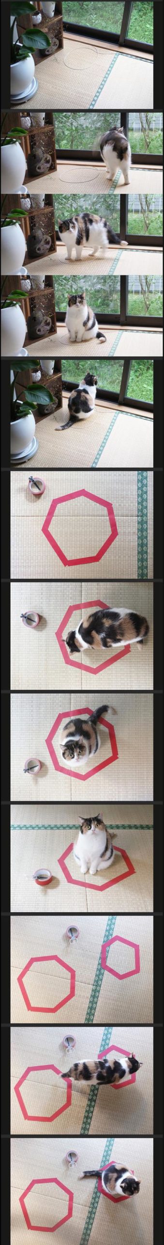 Cats+like+circles.
