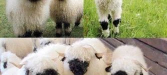 Ewe+are+very+cute.