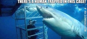 Misunderstood+shark.