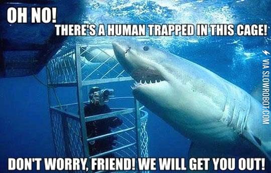 Misunderstood+shark.