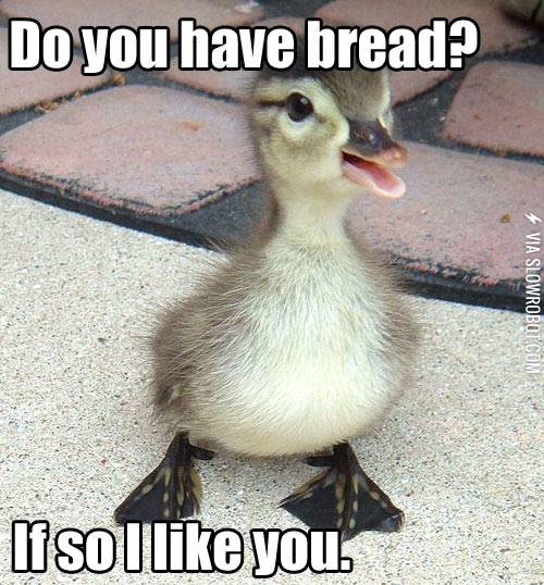 A+duck%26%238217%3Bs+life+is+simple.