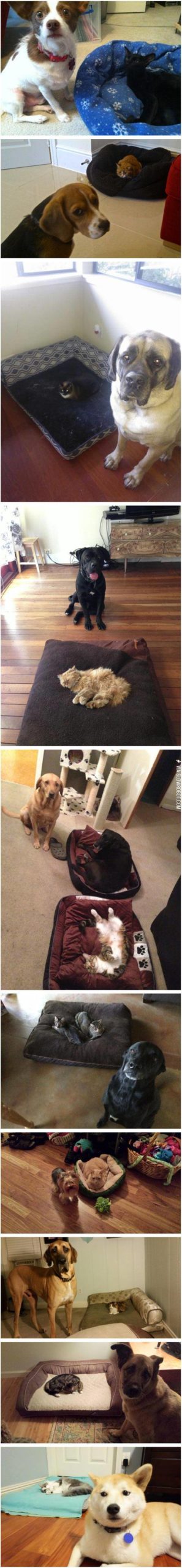 10+Dog+Beds+Stolen+By+Cats