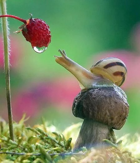 A+strawberry%2C+a+snail+and+a+mushroom