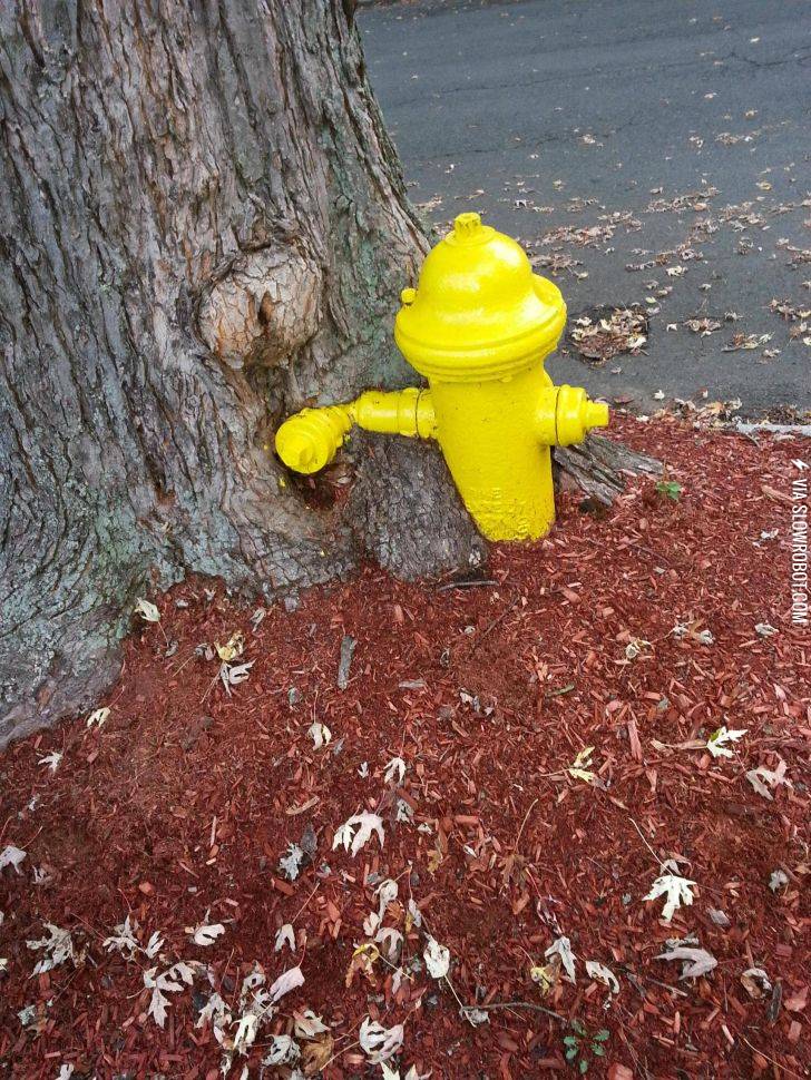 This+tree+grew+around+this+fire+hydrant