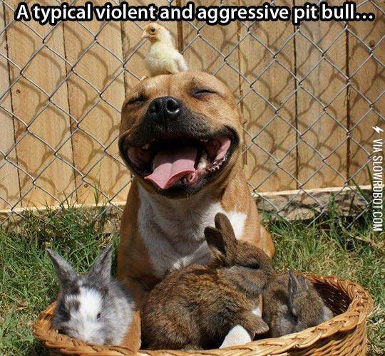 Typical+Pit+Bull