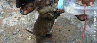 Feeding+a+baby+otter