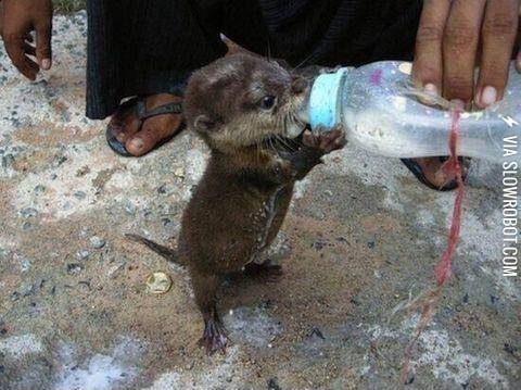 Feeding+a+baby+otter