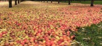 An+apple+orchard+after+a+hurricane.