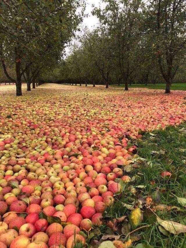 An+apple+orchard+after+a+hurricane.
