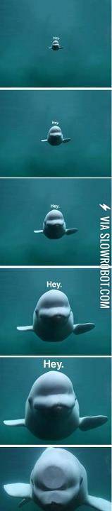 hey%2C+hey+%2C+hey+.+.+.