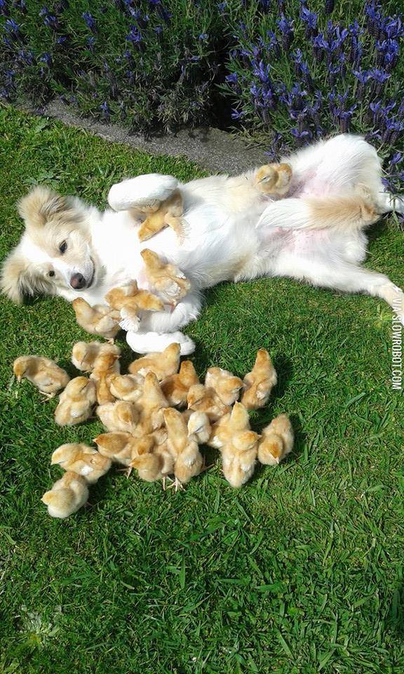 This+dog+gets+all+the+chicks