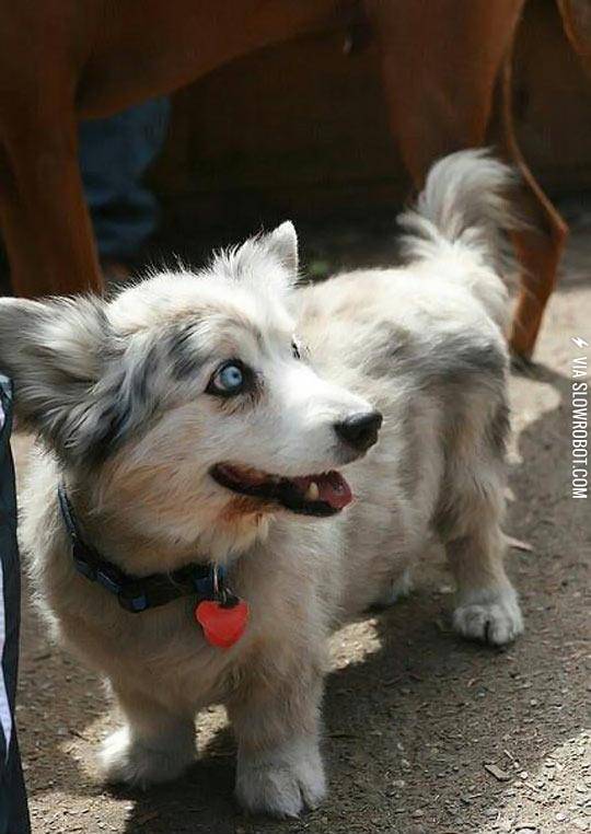 The+Corgi-Husky