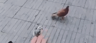 Trolling+a+pigeon