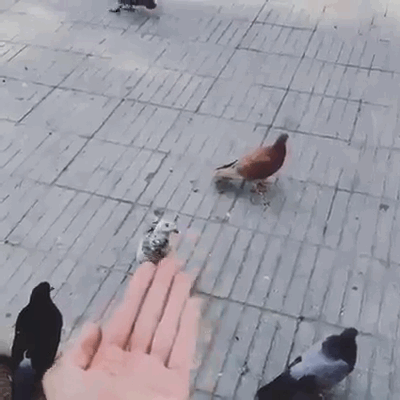 Trolling+a+pigeon