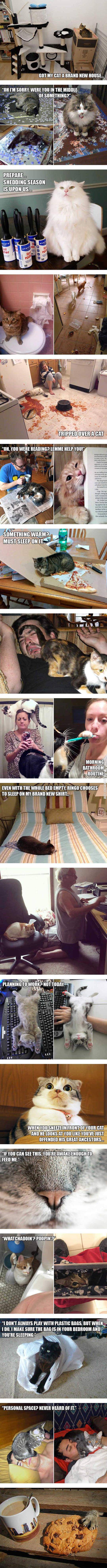 Hilarious+Struggles+Only+Cat+Owners+Will+Understand