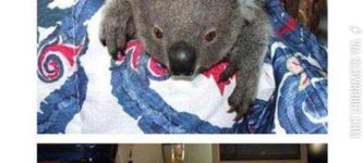 Rescuing+koalas