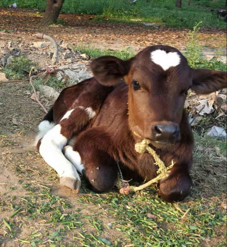 My+calf+has+a+perfect+shaped+heart+on+it%26%238217%3Bs+head.