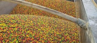 Skittles+harvest+is+in+full+swing.