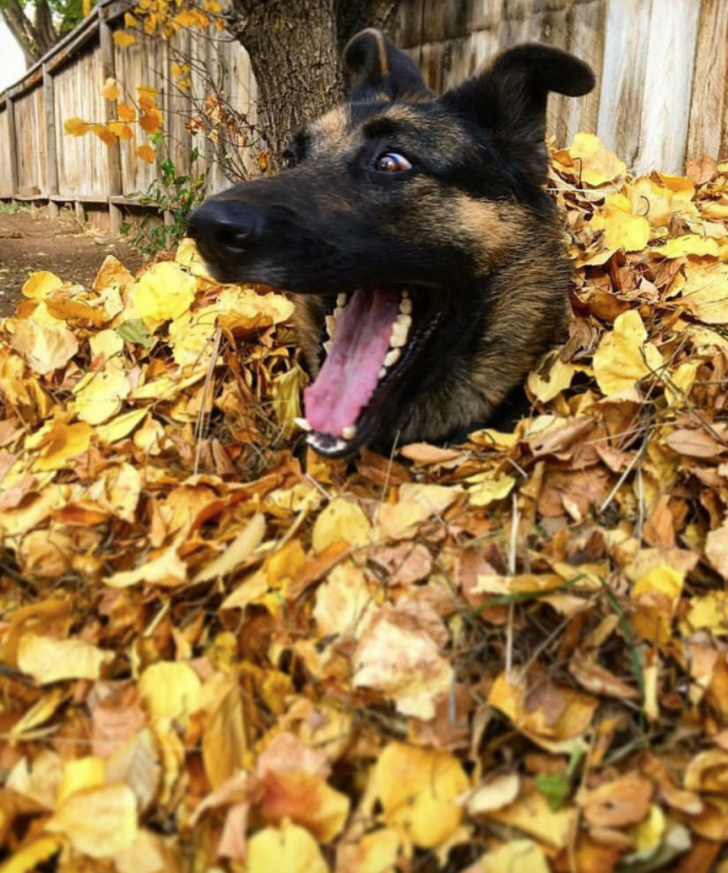 Leafy+autumn+happiness