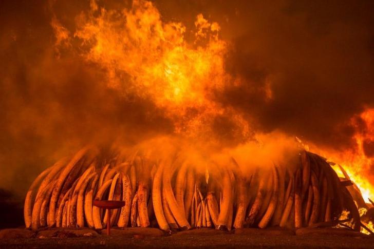 Kenya+staged+its+largest+seized+ivory+burn.