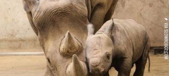 There+can+never+be+enough+baby+rhinos