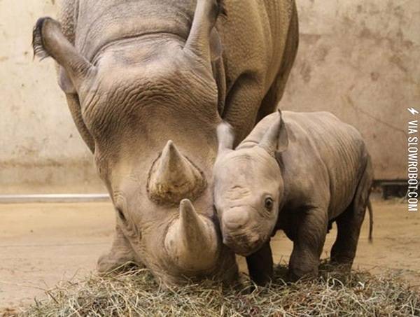 There+can+never+be+enough+baby+rhinos
