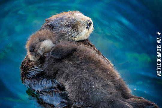 In+Case+You+Didn%26%238217%3Bt+Know%2C+Sea+Otter+Pups+Sleep+On+Their+Moms