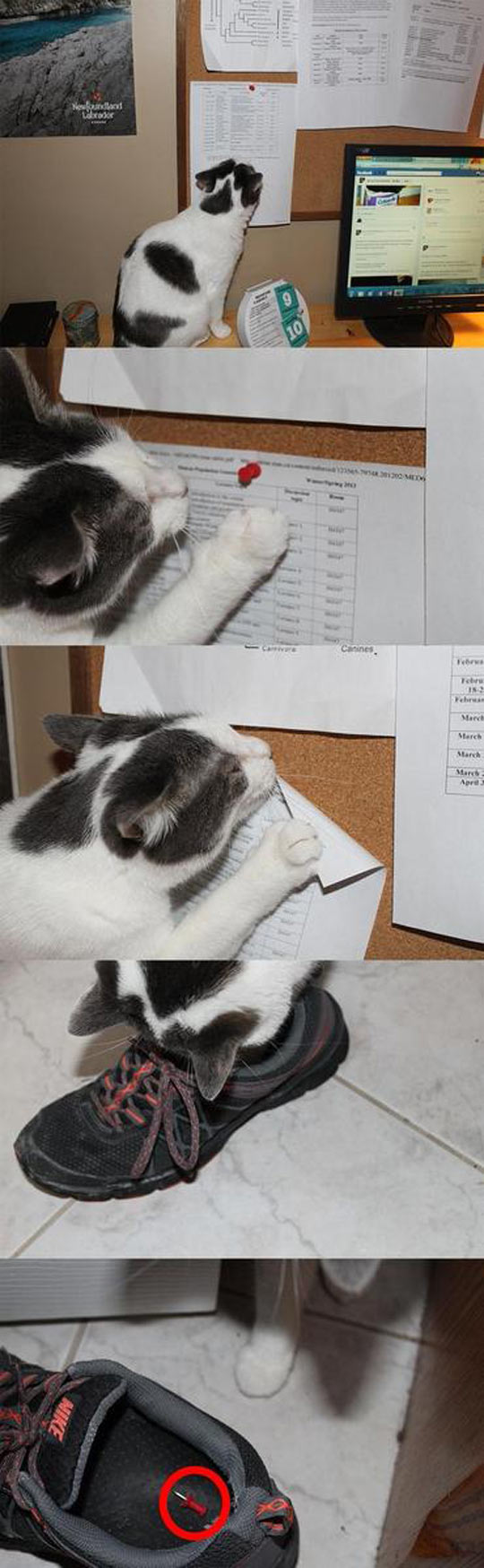 Confirmed%2C+cats+really+are+jerks