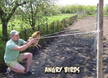Angry+Birds+In+The+South