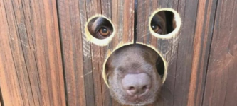 Doggo+friendly+fence.
