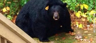 Obese+Black+Bear