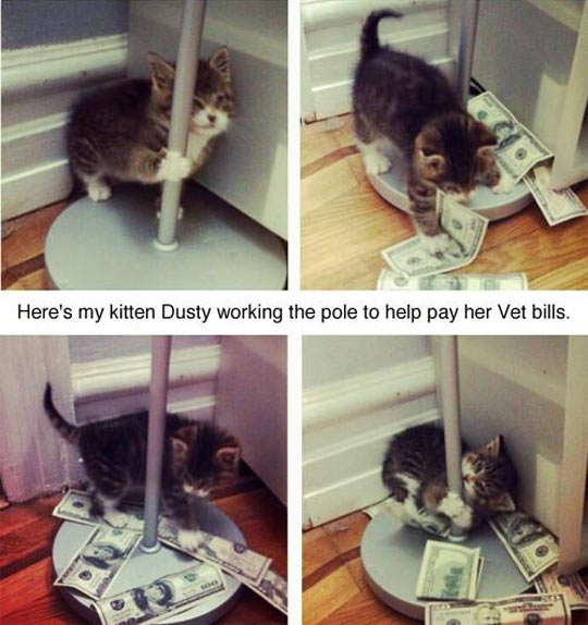 Vet+doesn%26%238217%3Bt+come+cheap