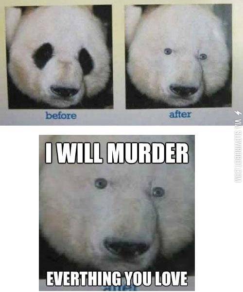 Why+pandas+have+black+around+their+eyes.