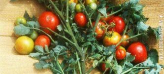 It%26%238217%3Bs+Possible+To+Create+A+Tomato-Potato+Plant