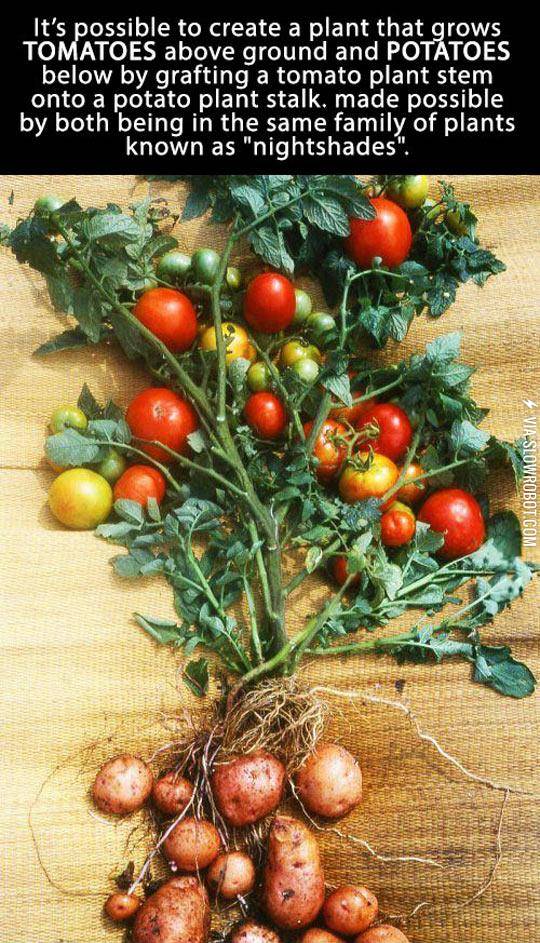 It%26%238217%3Bs+Possible+To+Create+A+Tomato-Potato+Plant