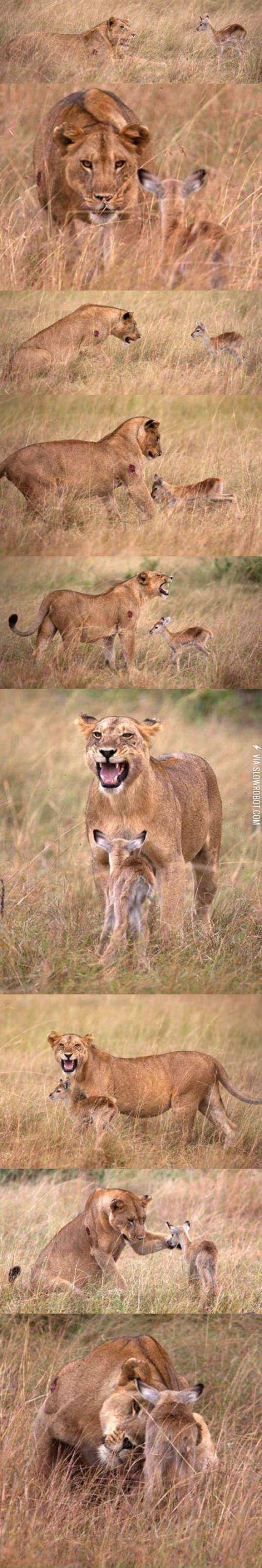 A+lioness+decides+to+adopt+a+baby+gazelle%3F
