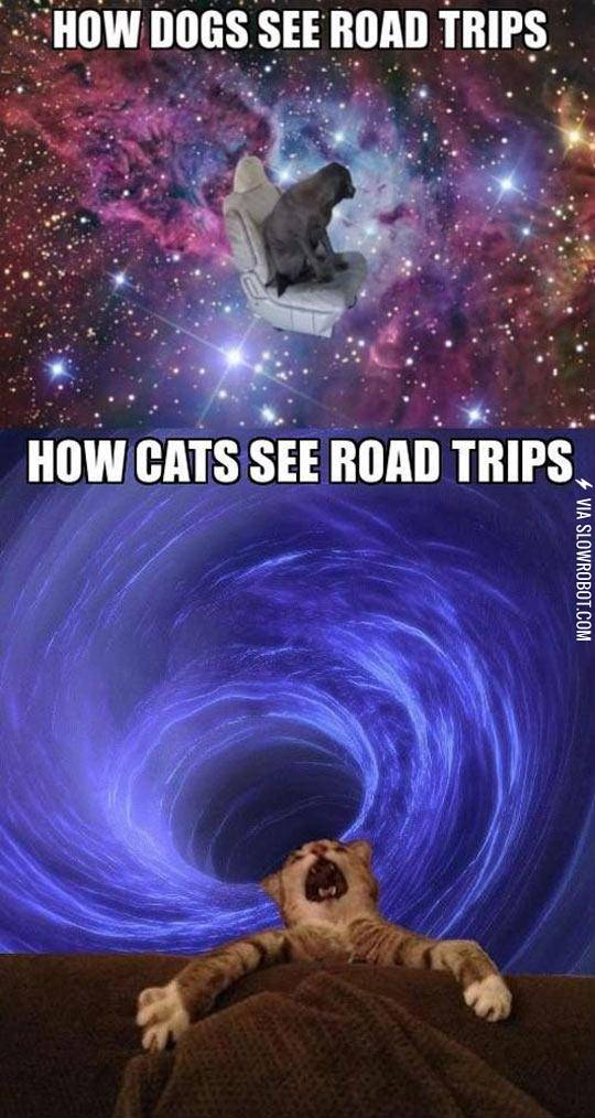 The+Way+Dogs+And+Cats+See+Road+Trips