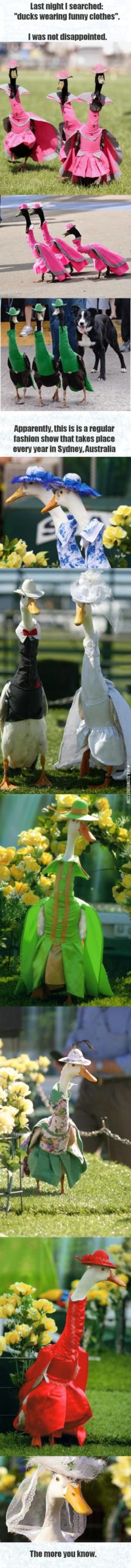 Ducks+Wearing+Funny+Clothes