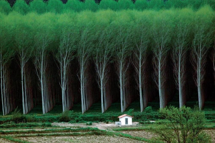 Tree+farm