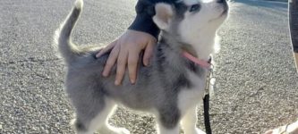 Husky+pupper