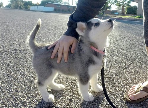 Husky+pupper