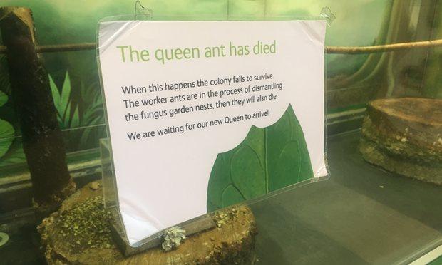 Very+depressing+out+of+order+sign+at+the+Natural+History+Museum