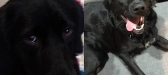Before+and+after+adoption+of+our+lab+mix.+He+was+going+to+be+put+down+after+being+surrendered+twice.