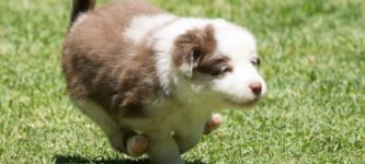 5-week-old+zoomies