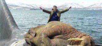 Walrus+fell+asleep+on+top+of+a+submarine