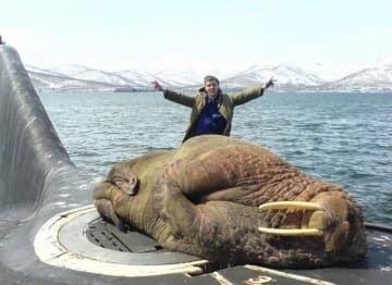 Walrus+fell+asleep+on+top+of+a+submarine
