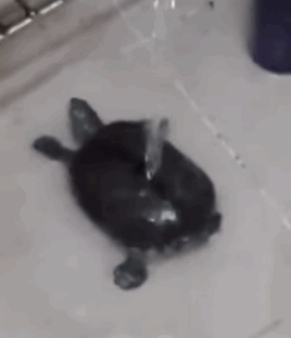Twerking+turtle+taking+a+bath.