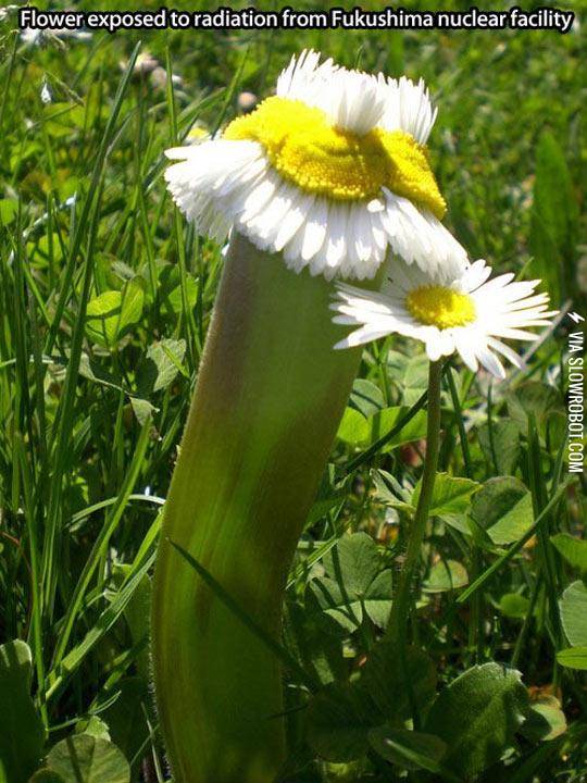 The+Horrible+Effects+Of+Radiation