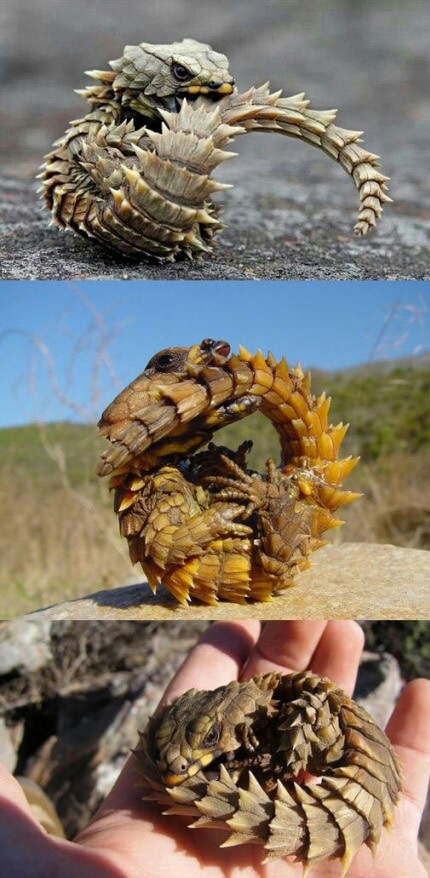 Armadillo+lizards+are+pretty+cute%2C+in+their+own+way