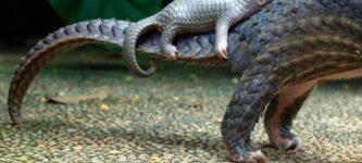 Pangolin+baby+riding+on+mama%26%238217%3Bs+tail